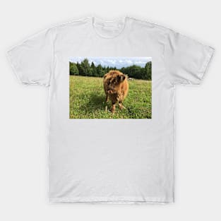 Scottish Highland Cattle Calf 1452 T-Shirt